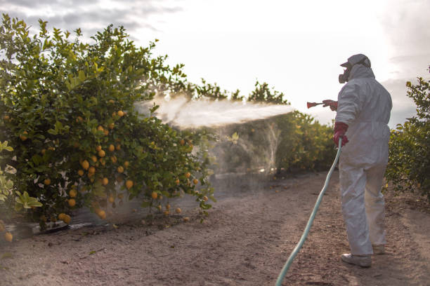 Best Wasp Removal Services  in Imperial, NE